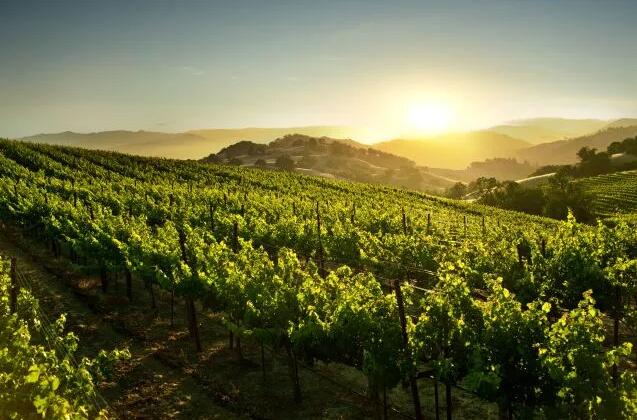 西班牙葡萄酒产业外国直接投资金额超过8亿欧元