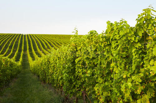 波尔多大学借助气候实验提高葡萄酒适应条件