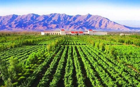 宁夏葡萄酒产业努力实现综合产值1000亿元