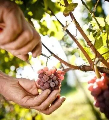 意大利农业食品市场行情研究机构发布意大利葡萄园平均收入报告