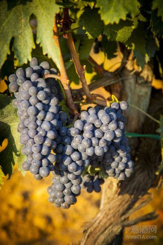 2015年意大利酿酒葡萄种植面积统计数据公布